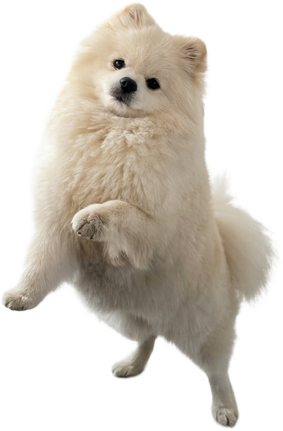 Pomerania blanco de pie sobre sus patas traseras